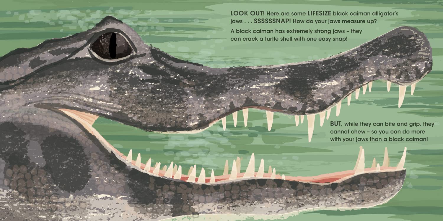 Lifesize Deadly Animals