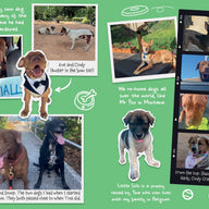 Tina: The Dog Who Changed the World (Children’s edition)